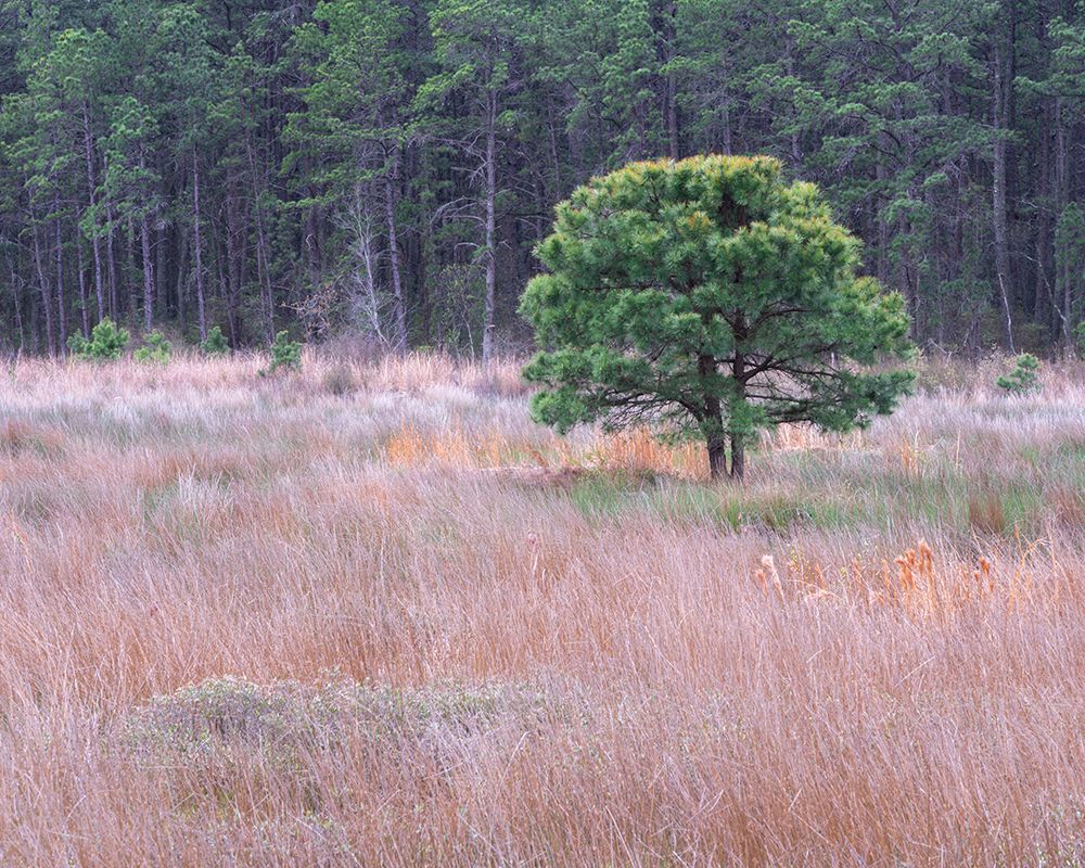 USA, New Jersey, Pine Barrens National Preserve. Landscape with grassy field and trees. art print by Jaynes Gallery for $57.95 CAD