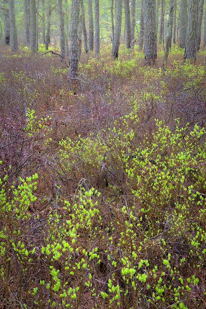 USA, New Jersey, Pine Barrens National Preserve. Forest scenic in spring. art print by Jaynes Gallery for $57.95 CAD