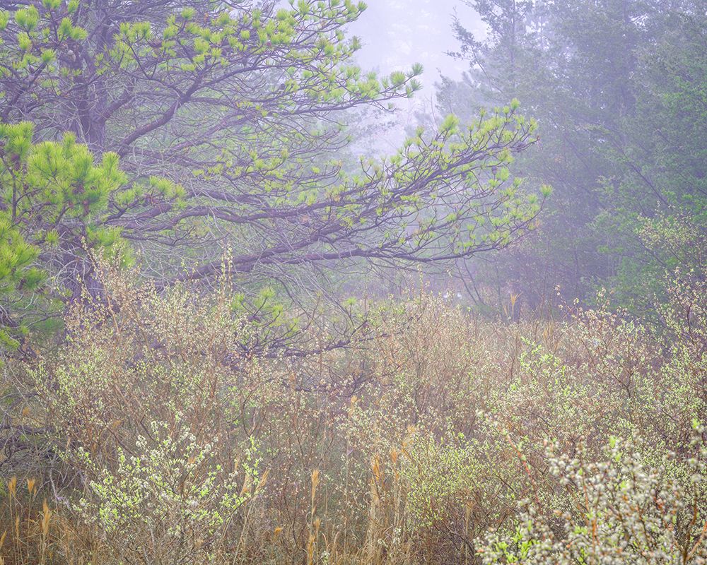 USA, New Jersey, Pine Barrens National Preserve. Foggy landscape with field and trees. art print by Jaynes Gallery for $57.95 CAD
