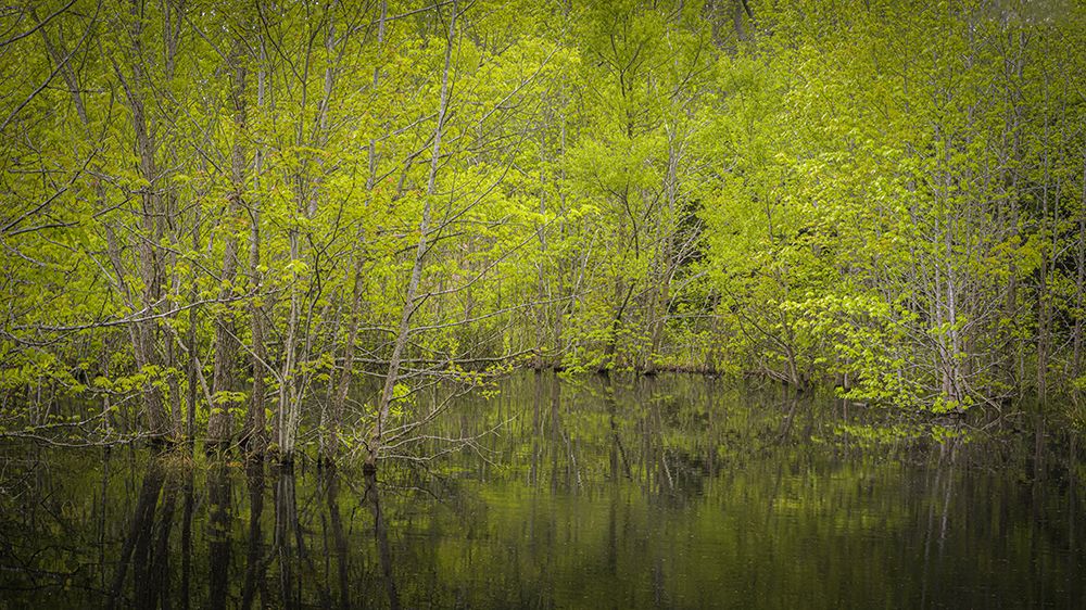 USA, New Jersey, Pine Barrens National Preserve. Spring foliage on trees in pond. art print by Jaynes Gallery for $57.95 CAD