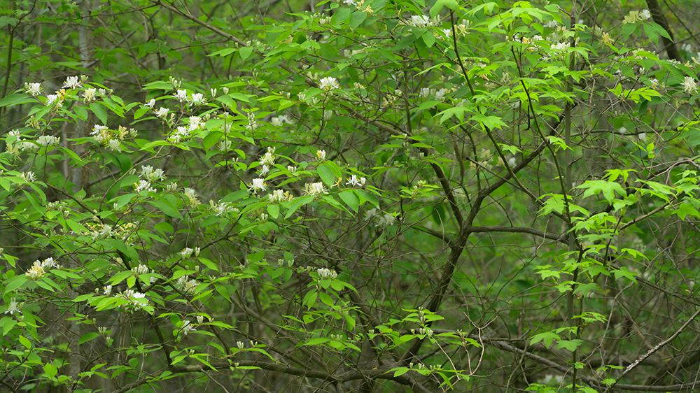 USA, New Jersey, Pine Barrens National Preserve. Close-up of spring tree with foliage and flowers. art print by Jaynes Gallery for $57.95 CAD