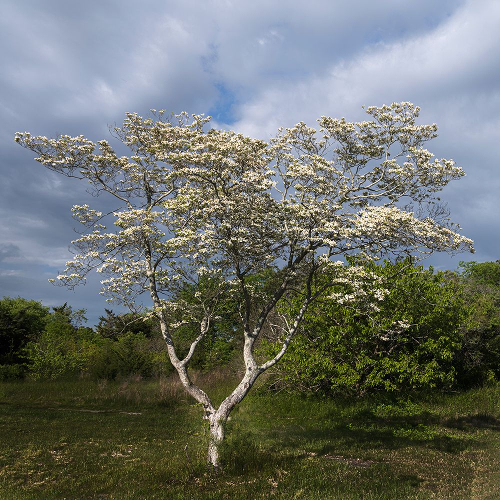 USA, New Jersey, Pine Barrens National Preserve. Tree with white flowers in spring. art print by Jaynes Gallery for $57.95 CAD