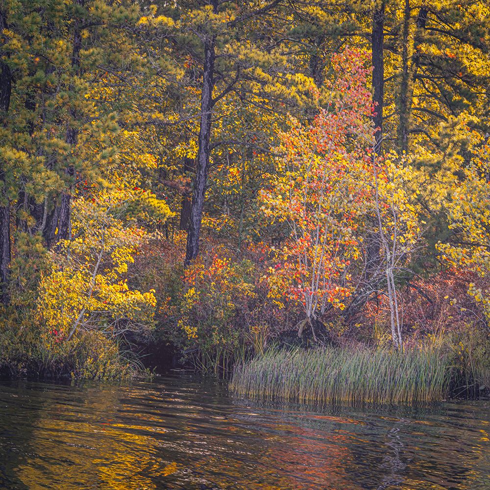 USA, New Jersey, Pine Barrens National Preserve. Autumn forest reflected in pond. art print by Jaynes Gallery for $57.95 CAD