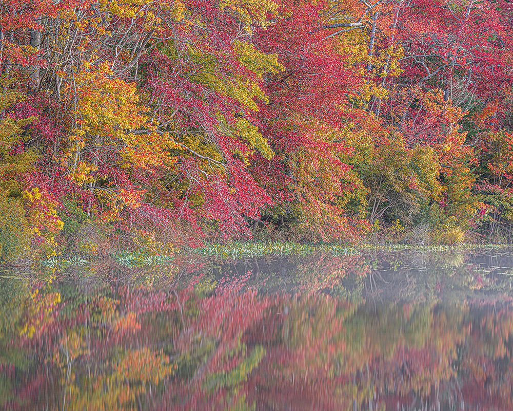 USA, New Jersey, Pine Barrens National Preserve. Autumn forest reflected in pond. art print by Jaynes Gallery for $57.95 CAD