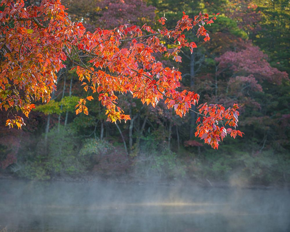 USA, New Jersey, Pine Barrens National Preserve. Autumn foliage and pond mist. art print by Jaynes Gallery for $57.95 CAD