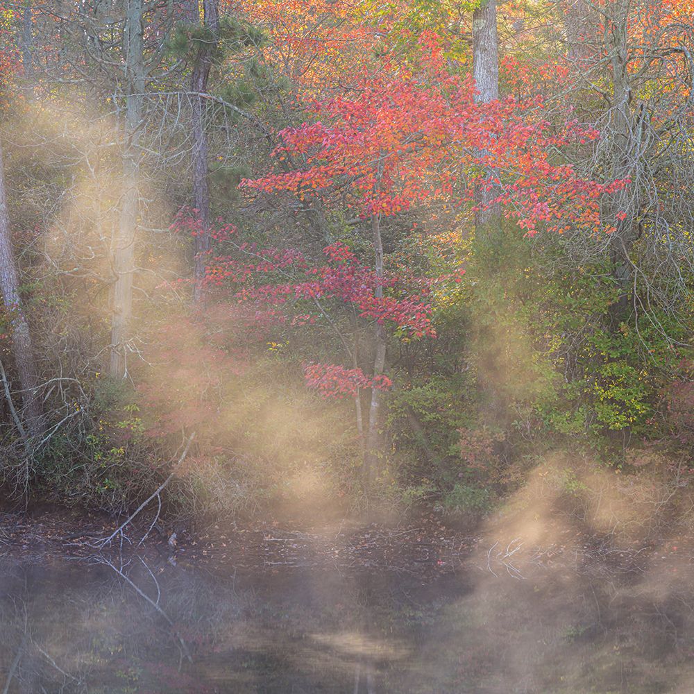 USA, New Jersey, Pine Barrens National Preserve. Autumn forest and pond mist. art print by Jaynes Gallery for $57.95 CAD