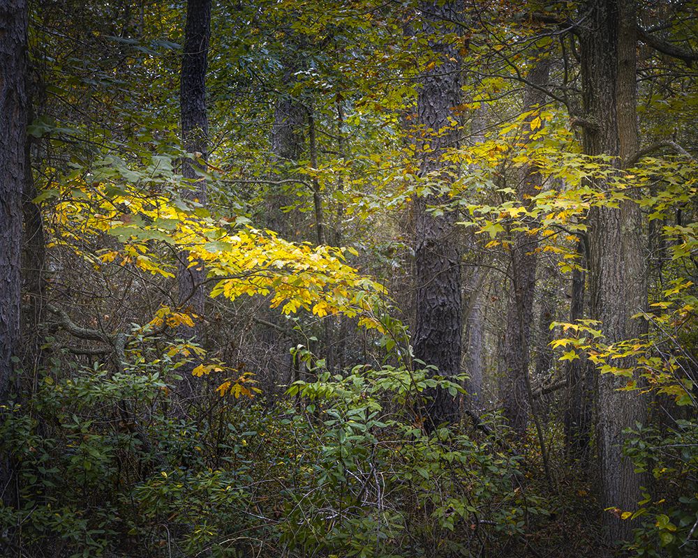 USA, New Jersey, Pine Barrens National Preserve. Forest scenic in autumn. art print by Jaynes Gallery for $57.95 CAD