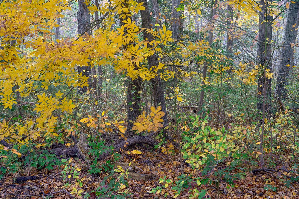 USA, New Jersey, Pine Barrens National Preserve. Forest scenic in autumn. art print by Jaynes Gallery for $57.95 CAD
