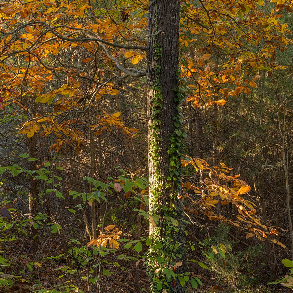 USA, New Jersey, Pine Barrens National Preserve. Forest scenic in autumn. art print by Jaynes Gallery for $57.95 CAD