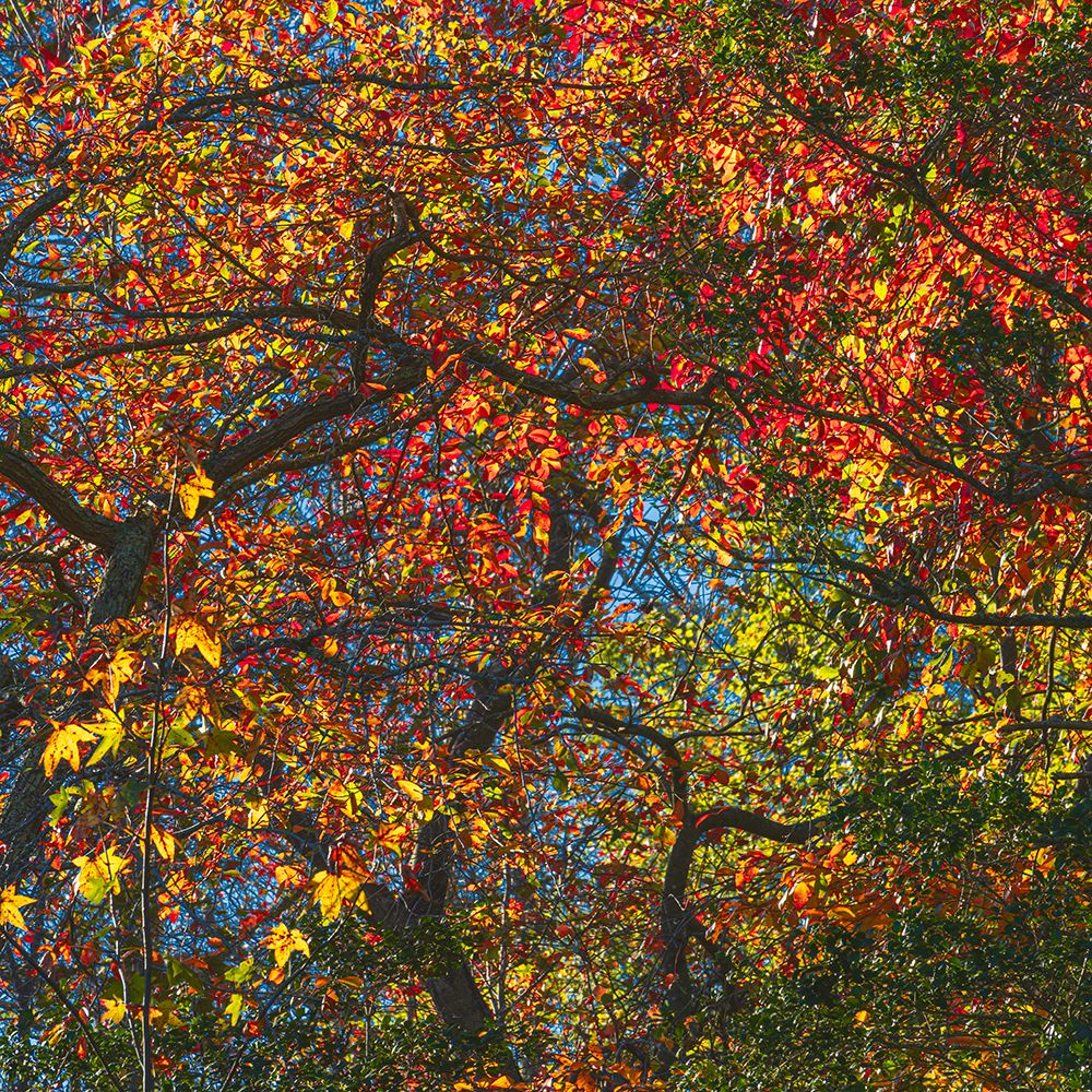 USA, New Jersey, Pine Barrens National Preserve. Forest scenic in autumn. art print by Jaynes Gallery for $57.95 CAD