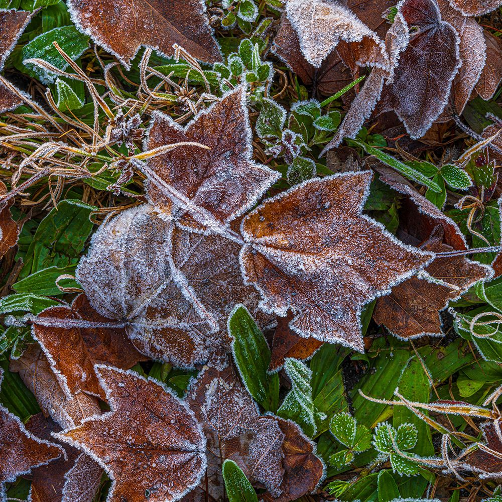 USA, New Jersey, Pine Barrens National Preserve. Close-up of frosty fallen leaves. art print by Jaynes Gallery for $57.95 CAD