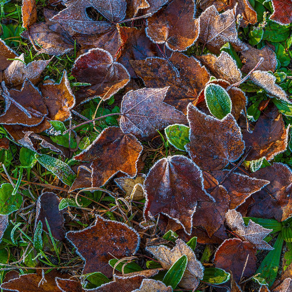 USA, New Jersey, Pine Barrens National Preserve. Close-up of frosty fallen leaves. art print by Jaynes Gallery for $57.95 CAD