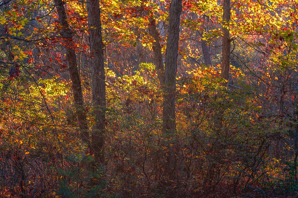 USA, New Jersey, Pine Barrens National Preserve. Forest scenic in autumn. art print by Jaynes Gallery for $57.95 CAD