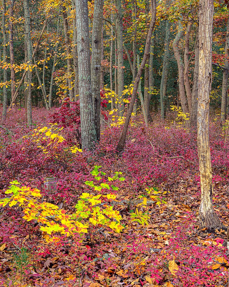 USA, New Jersey, Pine Barrens National Preserve. Forest scenic in autumn. art print by Jaynes Gallery for $57.95 CAD