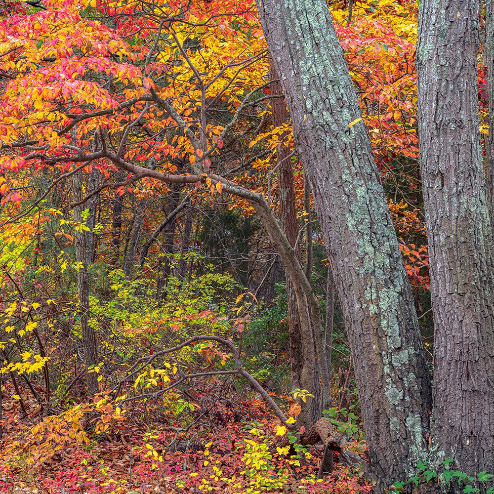 USA, New Jersey, Pine Barrens National Preserve. Forest scenic in autumn. art print by Jaynes Gallery for $57.95 CAD