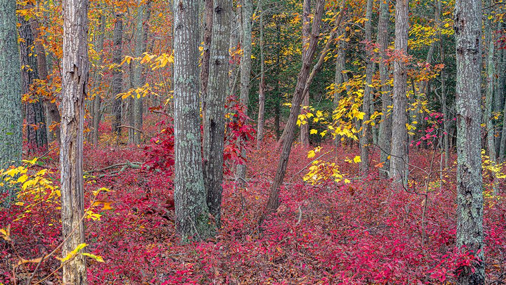 USA, New Jersey, Pine Barrens National Preserve. Forest scenic in autumn. art print by Jaynes Gallery for $57.95 CAD
