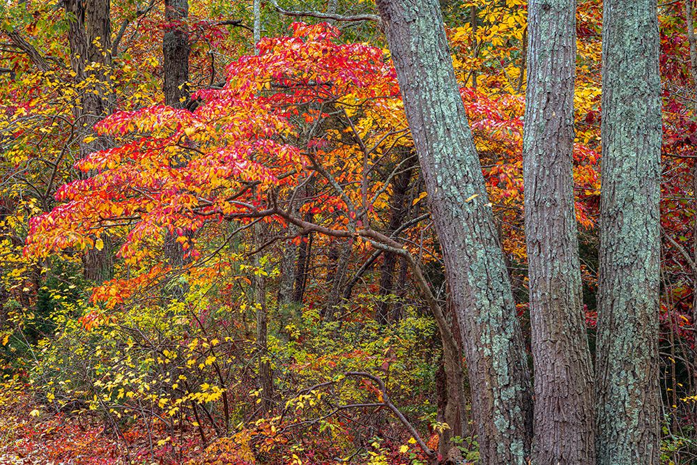 USA, New Jersey, Pine Barrens National Preserve. Forest scenic in autumn. art print by Jaynes Gallery for $57.95 CAD