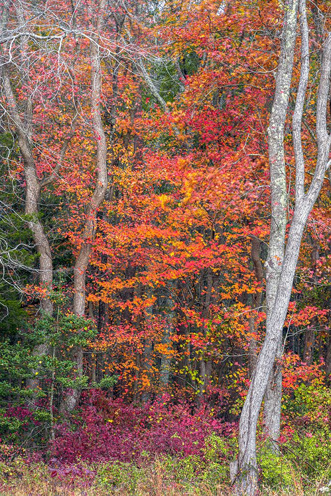 USA, New Jersey, Pine Barrens National Preserve. Forest scenic in autumn. art print by Jaynes Gallery for $57.95 CAD