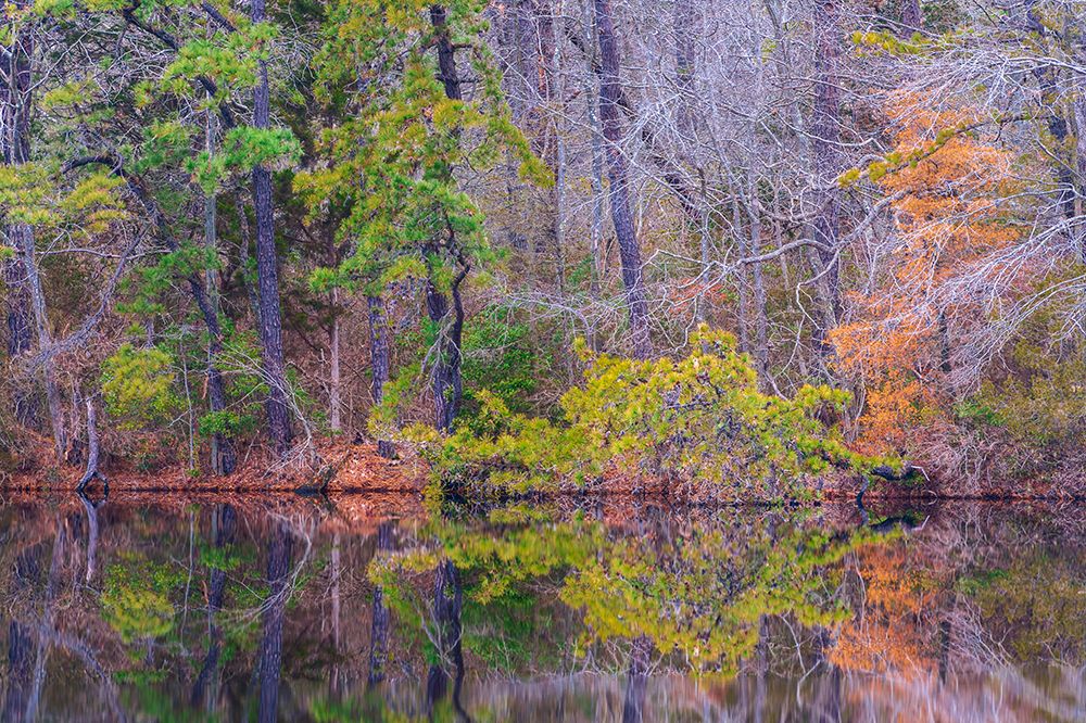 USA, New Jersey, Pinelands National Reserve. Forest reflections in lake. art print by Jaynes Gallery for $57.95 CAD