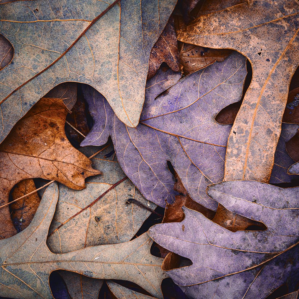 USA, New Jersey, Pinelands National Reserve. Close-up of dry maple leaves. art print by Jaynes Gallery for $57.95 CAD