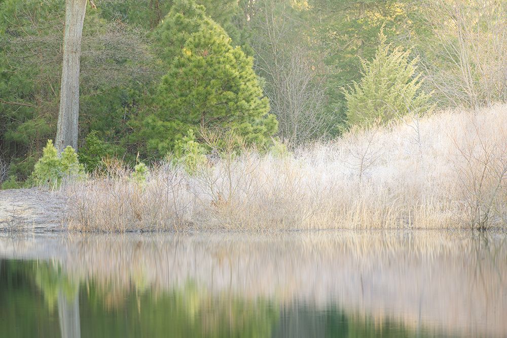 USA, New Jersey, Pinelands National Reserve. Frosty trees reflect in lake in winter. art print by Jaynes Gallery for $57.95 CAD
