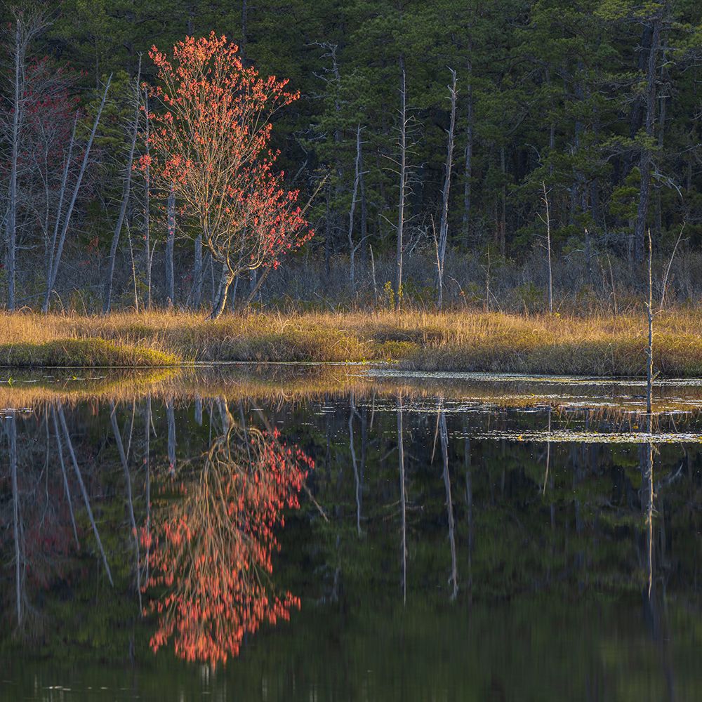 USA, New Jersey, Pine Barrens National Preserve. Spring forest reflections in pond. art print by Jaynes Gallery for $57.95 CAD