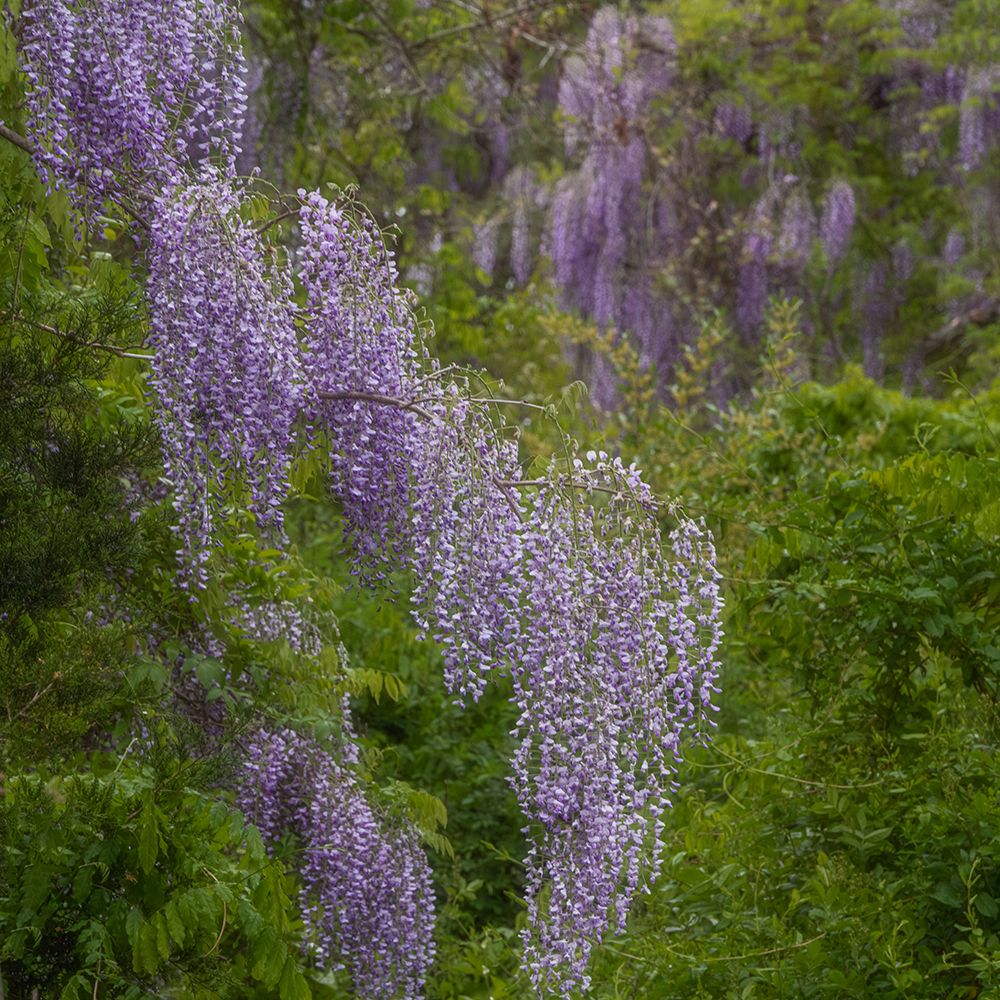 USA, New Jersey, Pine Barrens National Preserve. Wisteria flowers in forest. art print by Jaynes Gallery for $57.95 CAD