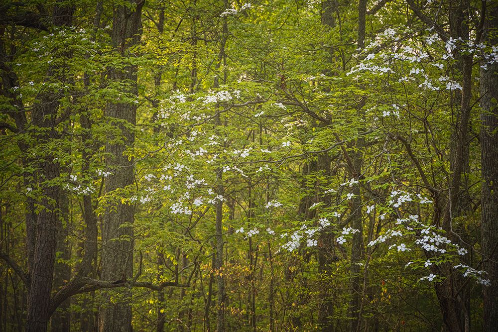 USA, New Jersey, Pinelands National Preserve. Dogwood trees with white flowers. art print by Jaynes Gallery for $57.95 CAD