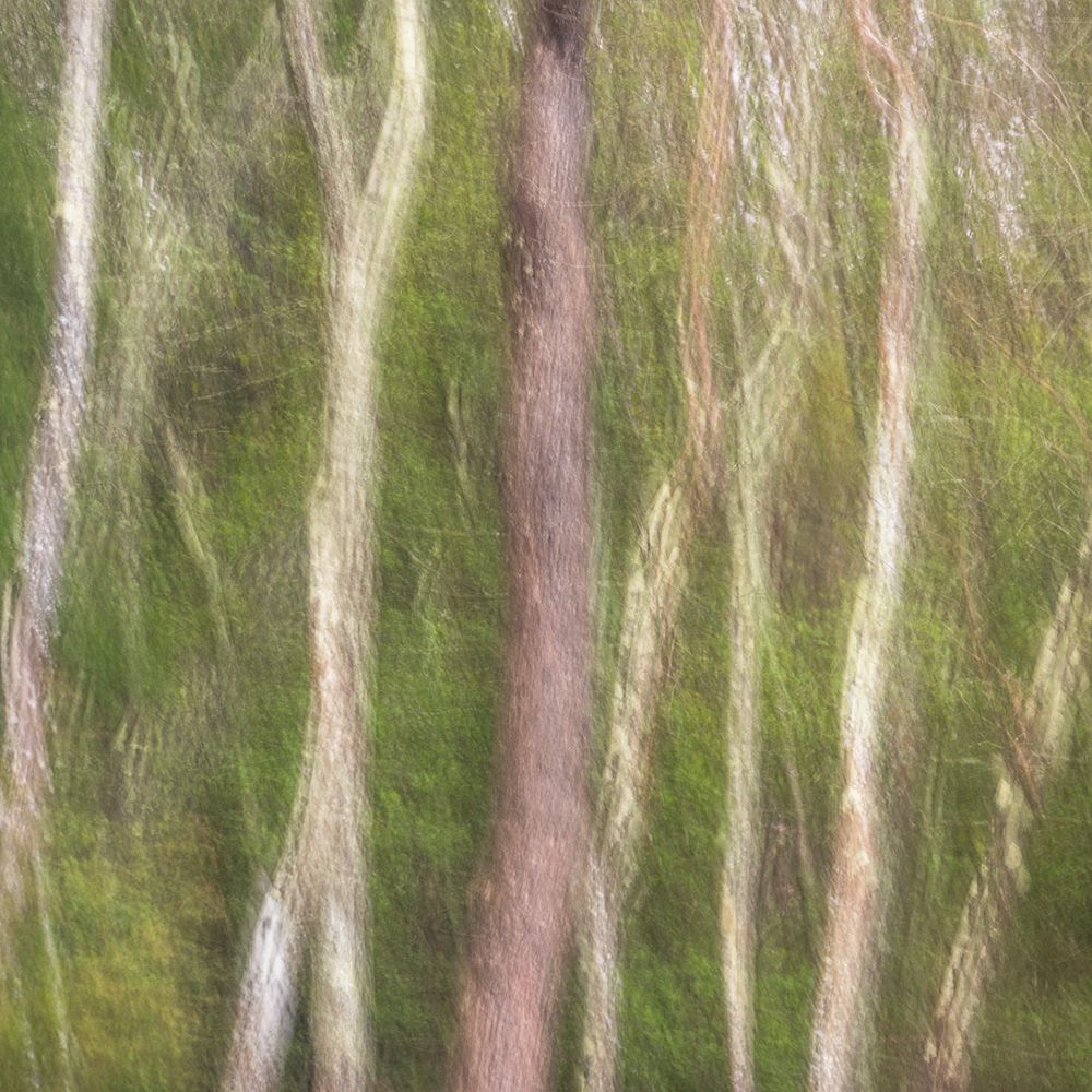 USA, New Jersey, Pine Barrens National Preserve. Abstract motion of forest trees. art print by Jaynes Gallery for $57.95 CAD