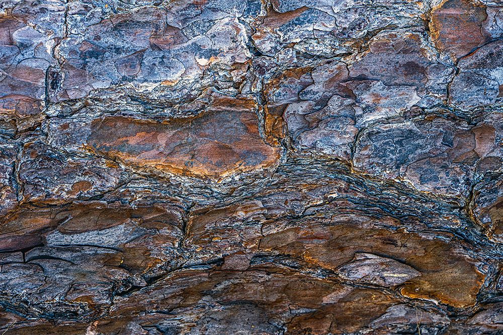 USA, New Jersey, Pine Barrens National Preserve. Close-up of tree bark. art print by Jaynes Gallery for $57.95 CAD