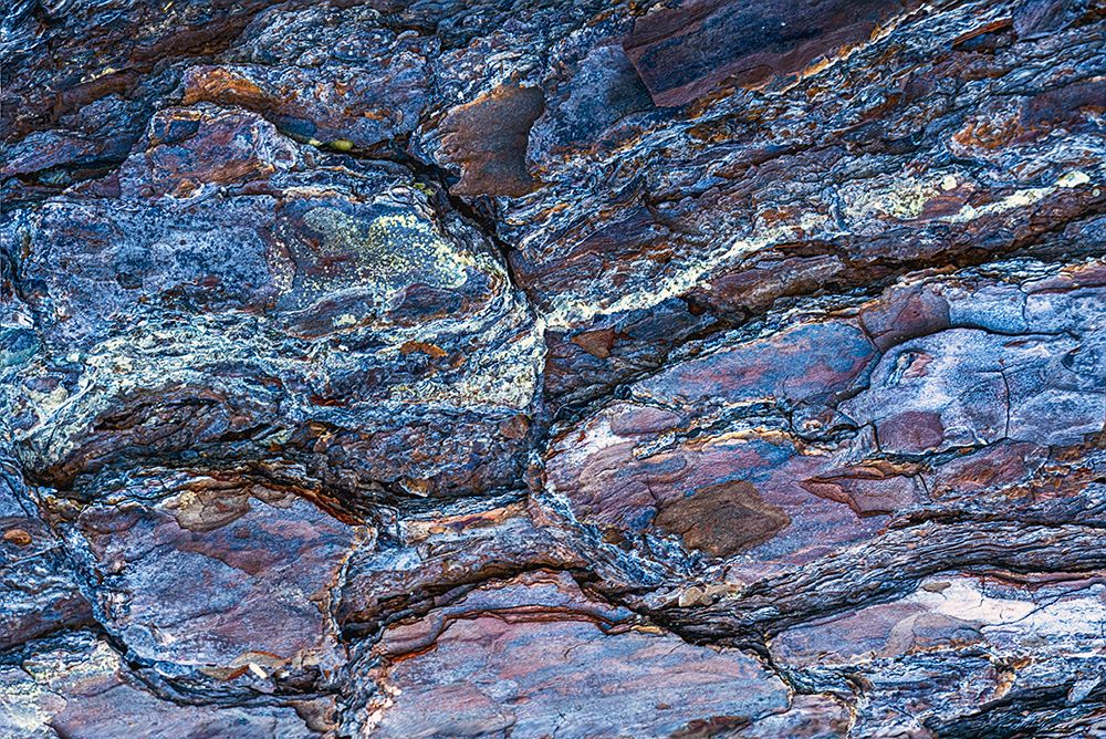 USA, New Jersey, Pine Barrens National Preserve. Close-up of tree bark. art print by Jaynes Gallery for $57.95 CAD