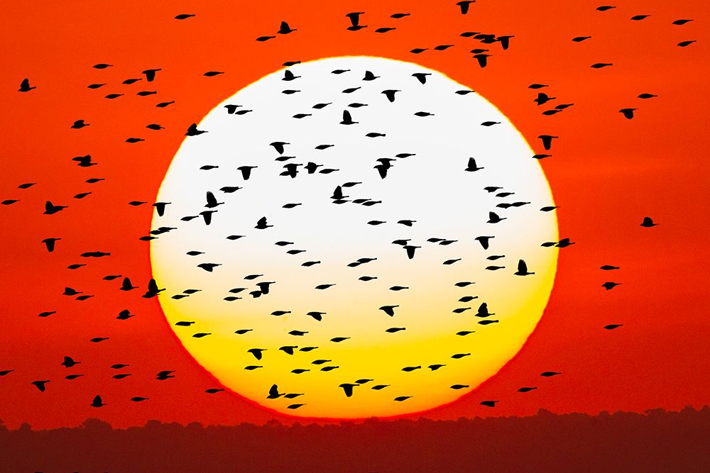 Red-winged blackbird flock silhouetted Bosque del Apache National Wildlife Refuge art print by Adam Jones for $57.95 CAD