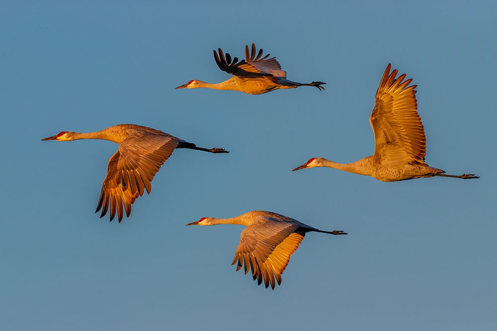 Sandhill crane flying Bosque del Apache National Wildlife Refuge-New Mexico art print by Adam Jones for $57.95 CAD