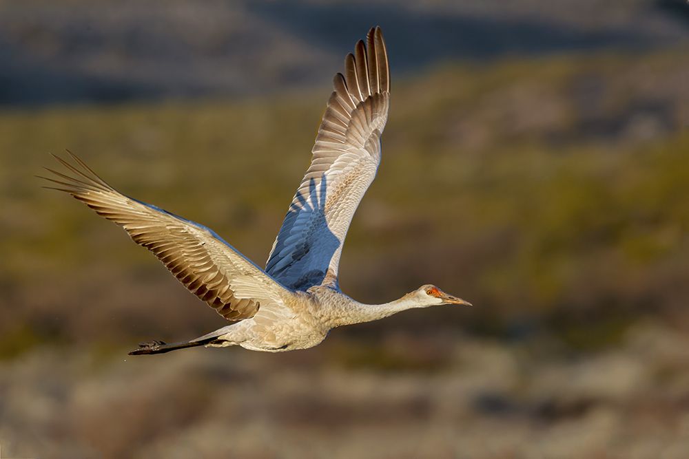 Sandhill crane flying Bosque del Apache National Wildlife Refuge-New Mexico art print by Adam Jones for $57.95 CAD