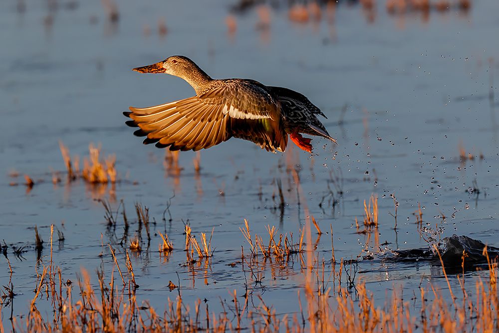 Female Northern shoveler flying Bosque del Apache National Wildlife Refuge-New Mexico art print by Adam Jones for $57.95 CAD