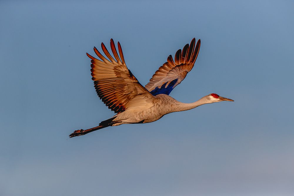 Sandhill crane flying Bosque del Apache National Wildlife Refuge-New Mexico art print by Adam Jones for $57.95 CAD
