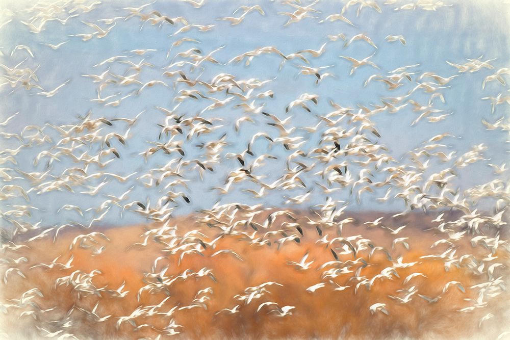 Painting effect on snow geese flying Bosque del Apache National Wildlife Refuge-New Mexico art print by Adam Jones for $57.95 CAD