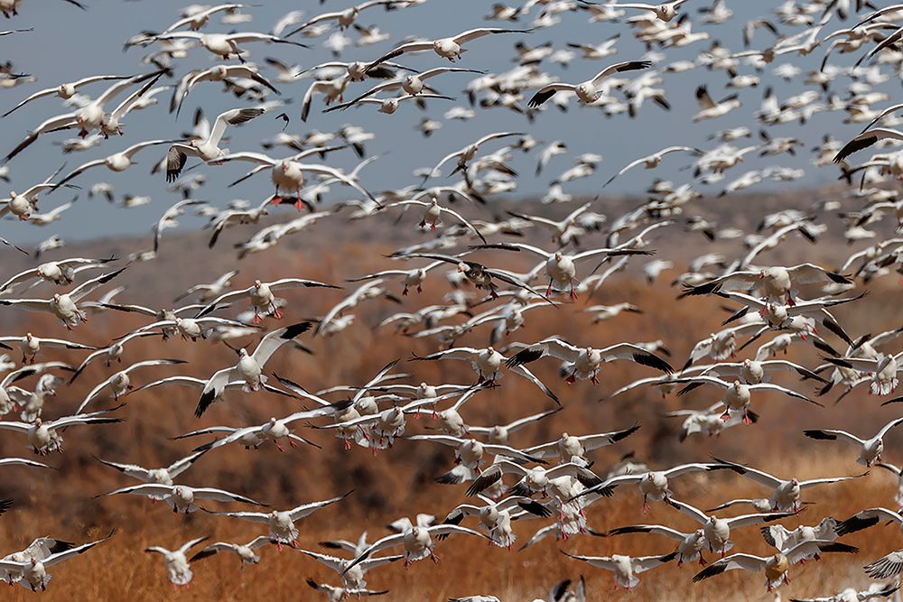 Snow geese flying Bosque del Apache National Wildlife Refuge-New Mexico art print by Adam Jones for $57.95 CAD