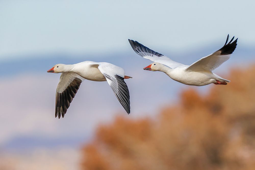 Snow geese flying Bosque del Apache National Wildlife Refuge-New Mexico art print by Adam Jones for $57.95 CAD