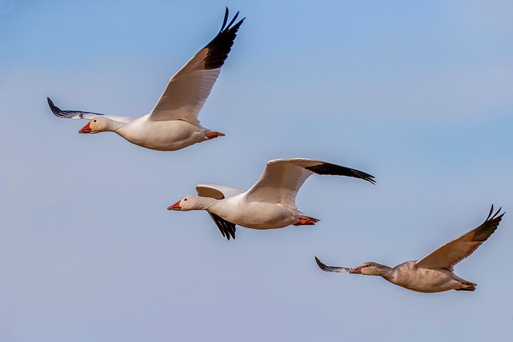 Snow geese flying Bosque del Apache National Wildlife Refuge-New Mexico art print by Adam Jones for $57.95 CAD