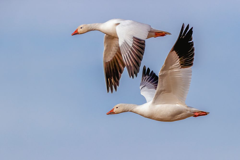 Snow geese flying Bosque del Apache National Wildlife Refuge-New Mexico art print by Adam Jones for $57.95 CAD