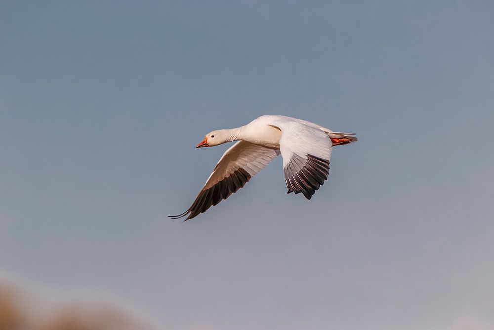 Snow geese flying Bosque del Apache National Wildlife Refuge-New Mexico art print by Adam Jones for $57.95 CAD
