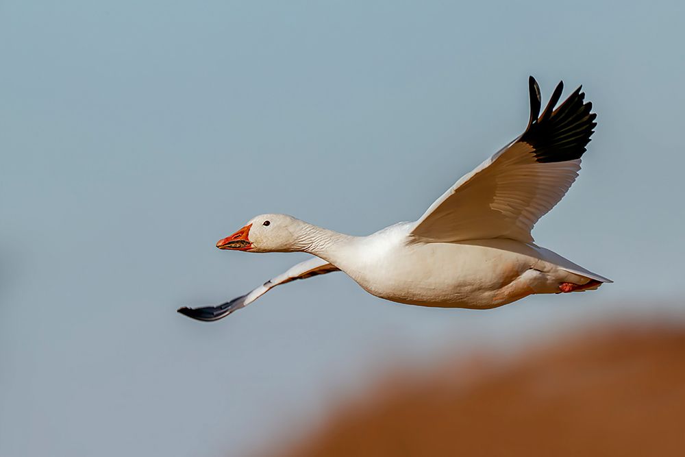 Snow geese flying Bosque del Apache National Wildlife Refuge-New Mexico art print by Adam Jones for $57.95 CAD