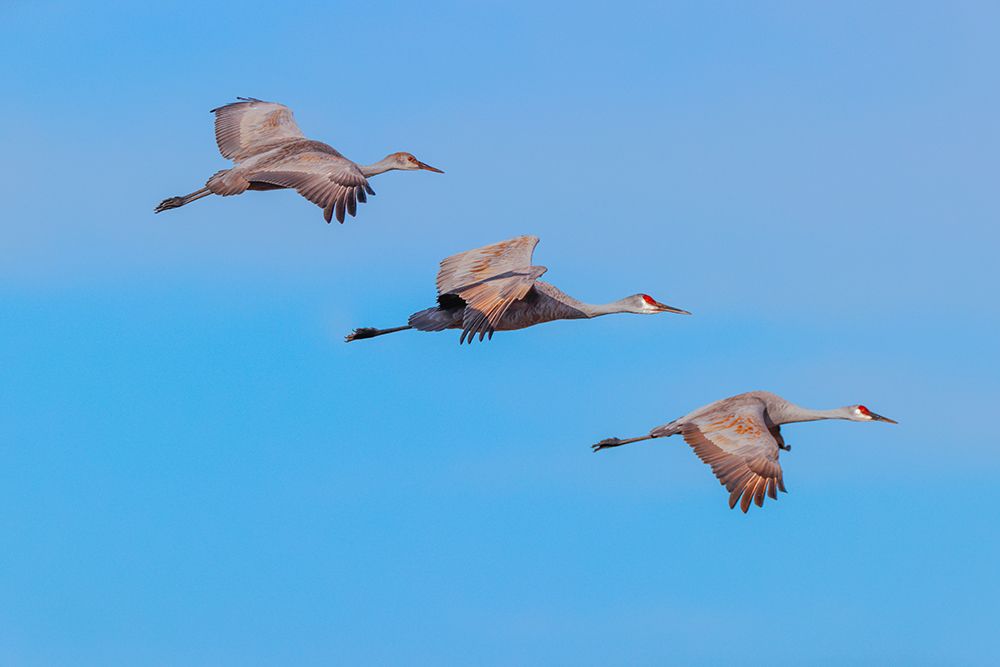 Sandhill cranes flying Bosque del Apache National Wildlife Refuge-New Mexico art print by Adam Jones for $57.95 CAD