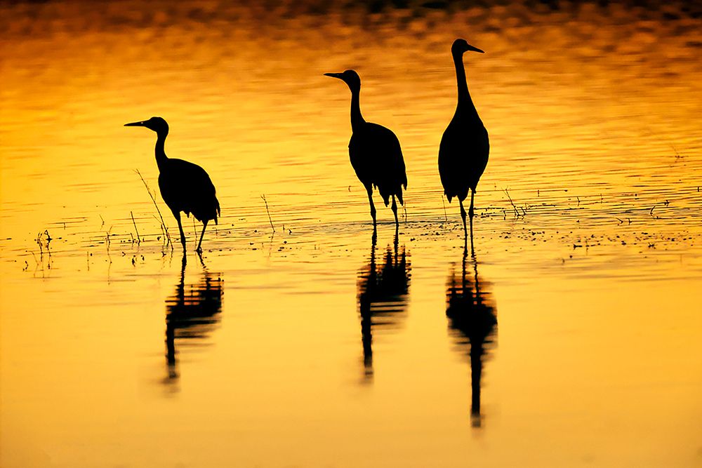 Sandhill cranes silhouetted at sunset Bosque del Apache National Wildlife Refuge-New Mexico art print by Adam Jones for $57.95 CAD