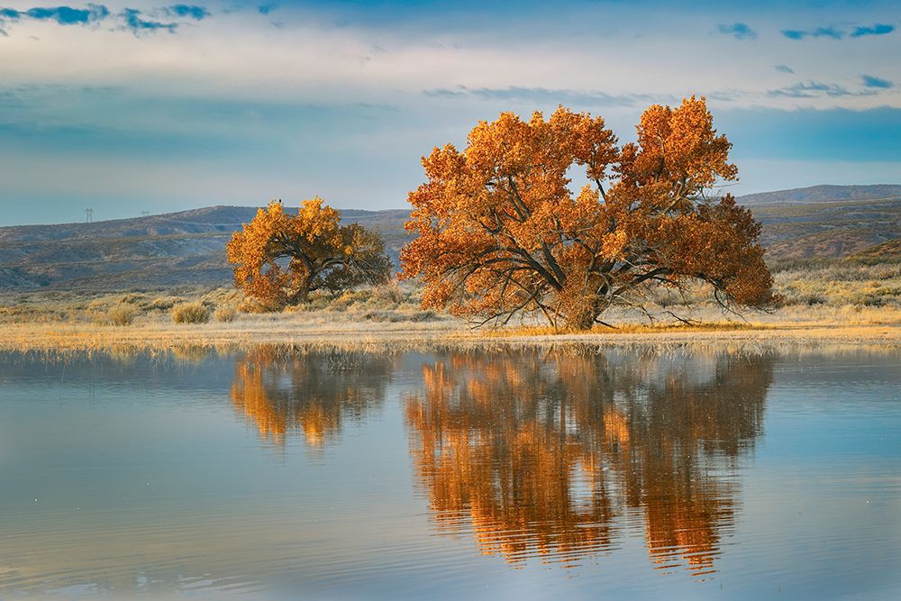 Cottonwood tree reflecting on pond-Bosque del Apache National Wildlife Refuge-New Mexico art print by Adam Jones for $57.95 CAD