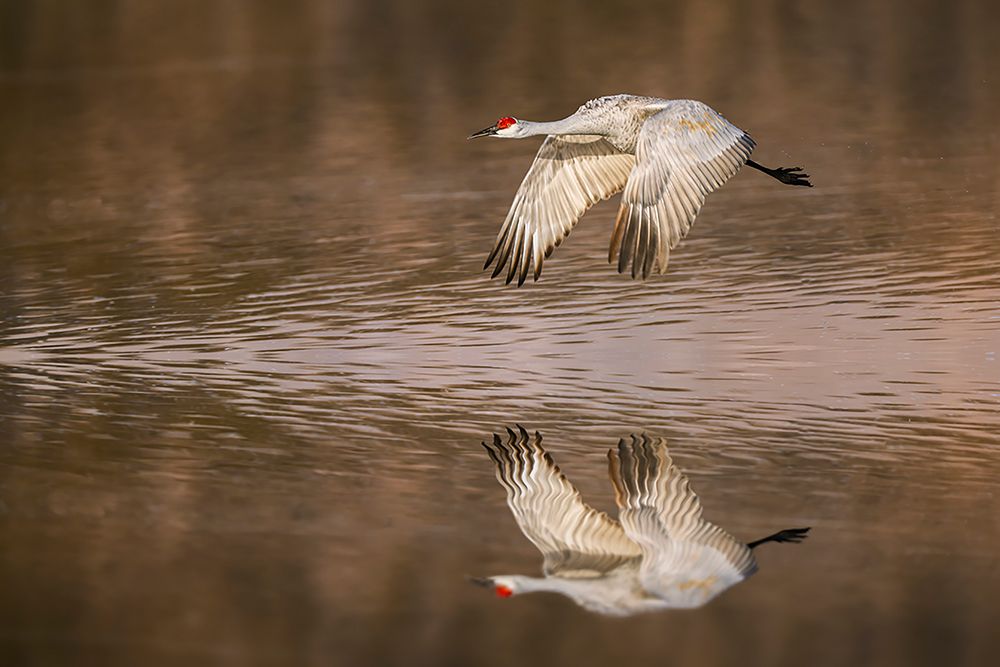 Sandhill crane flying Bosque del Apache National Wildlife Refuge-New Mexico art print by Adam Jones for $57.95 CAD