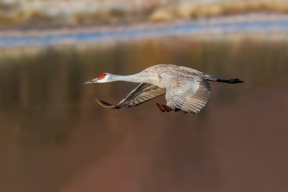 Sandhill crane flying Bosque del Apache National Wildlife Refuge-New Mexico art print by Adam Jones for $57.95 CAD