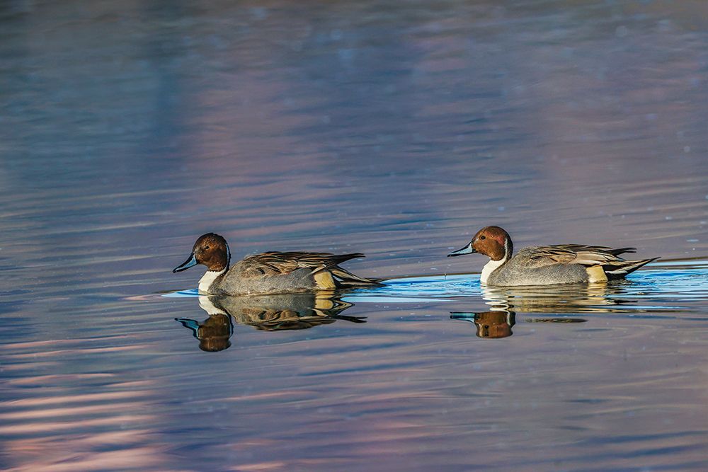 Male and female Northern pintail ducks Bosque del Apache National Wildlife Refuge-New Mexico art print by Adam Jones for $57.95 CAD