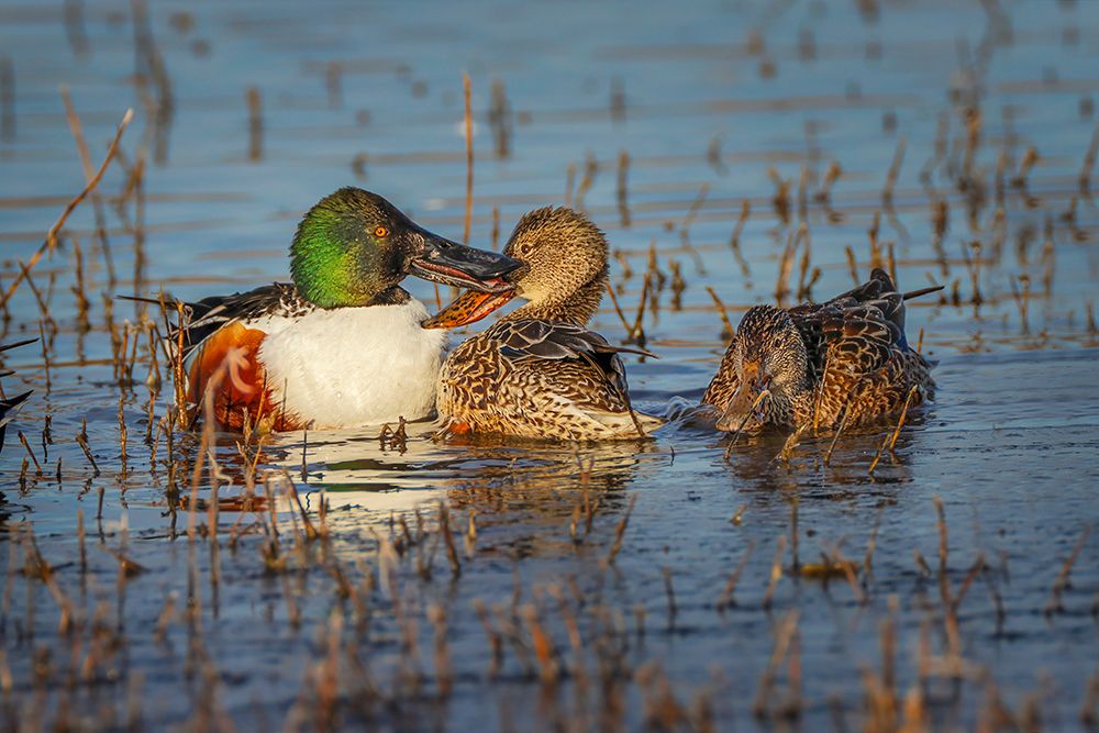 Male with two female Northern shovelers-Bosque del Apache National Wildlife Refuge-New Mexico art print by Adam Jones for $57.95 CAD